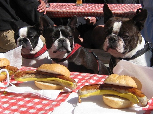 Hot Dogs