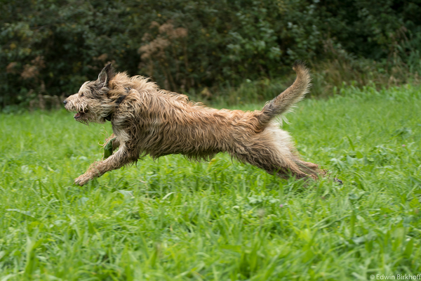 Picardische Herdershond