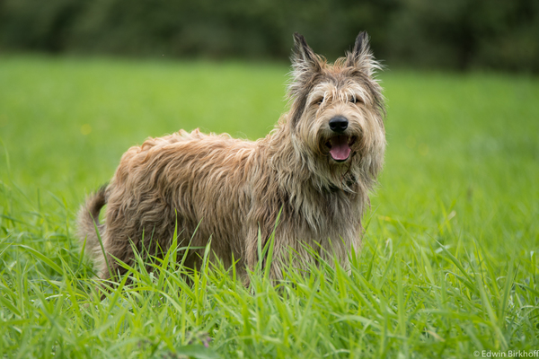 Picardische Herdershond