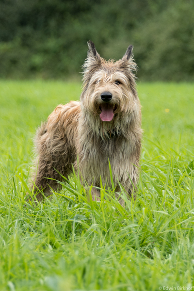 Picardische Herdershond