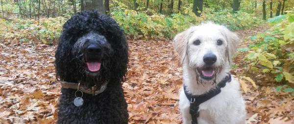 Poseren in de herfstbladeren!