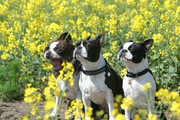 Sarn, Bratni en Gali op Rügen, Duitsland