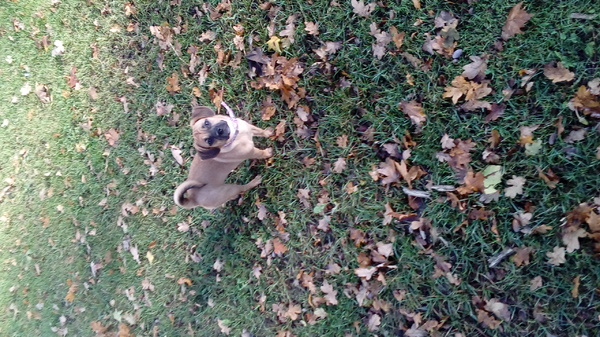 Mooi gekleurde blaadjes!