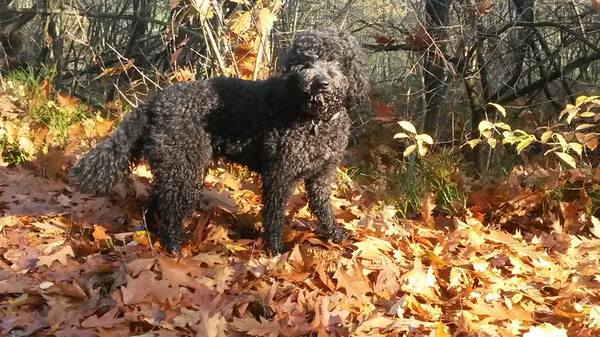 Herfst in het bos met een zonnetje erbij.