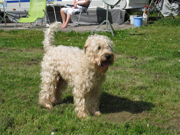Irish Softcoated Wheaten Terriër