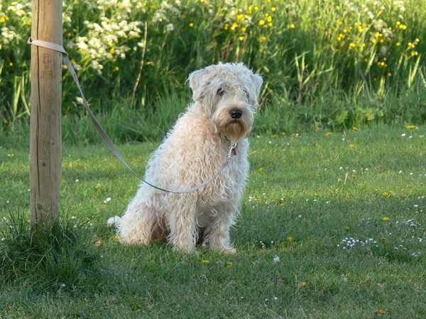 Irish Softcoated Wheaten Terriër
