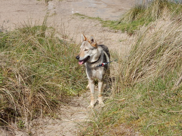 Tsjechoslowaakse Wolfhond