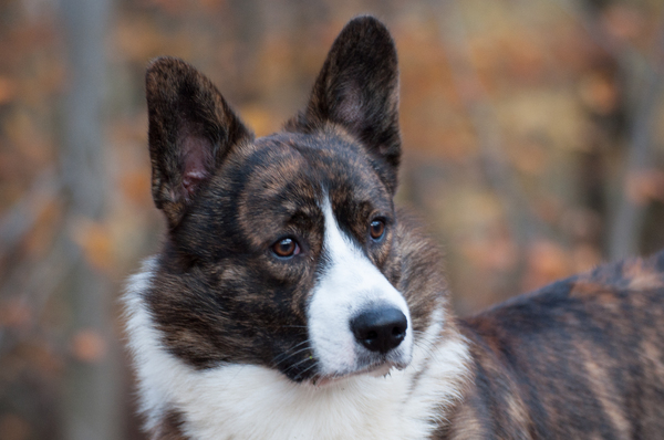 Herfstcorgi