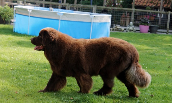 Kennel Obamses, (de bruine beren)