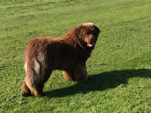 Kennel Obamses, (de bruine beren)