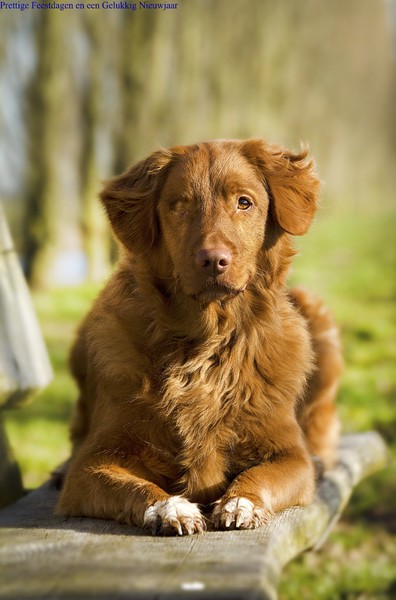 Nova Scotia Duck Tolling Retriever