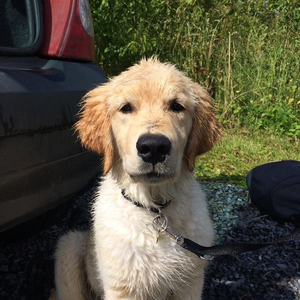 Phozzie na zijn wandeling in het bos