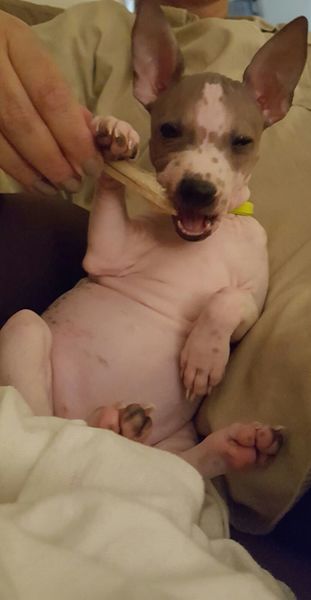 Amerikaanse Naakthond