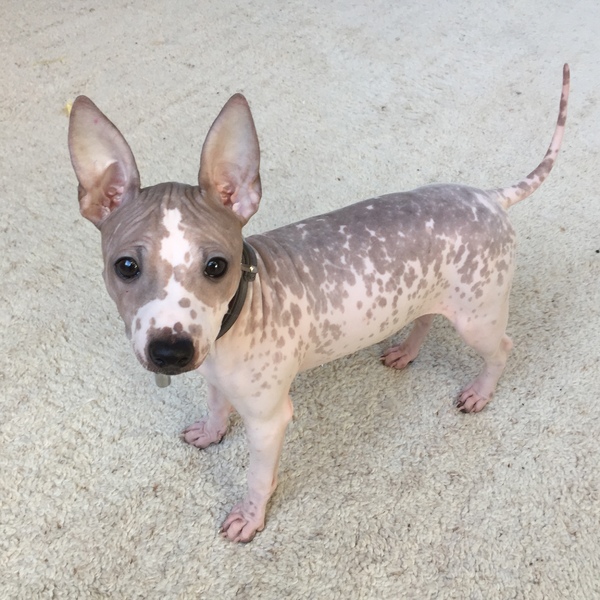 Amerikaanse Naakthond