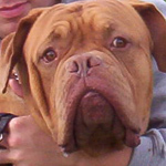 Bordeauxdog