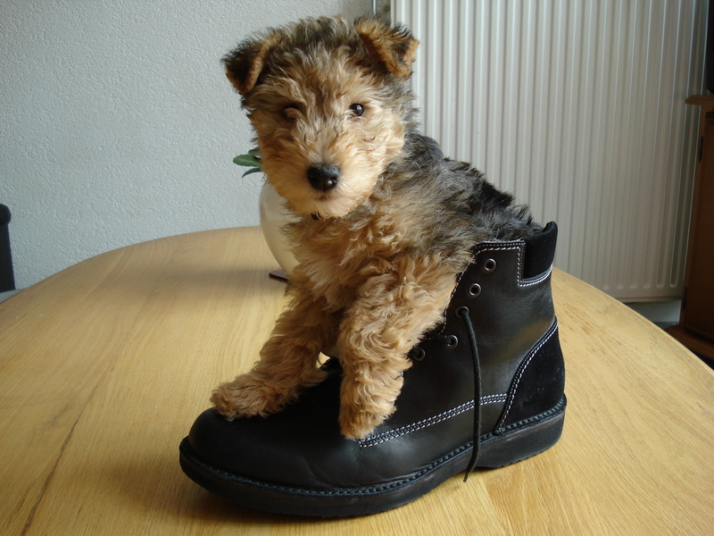 Lakeland Terrier