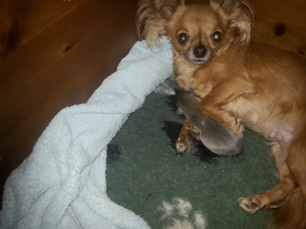 Chihuahuahuiskennel van het Tuinhuisje