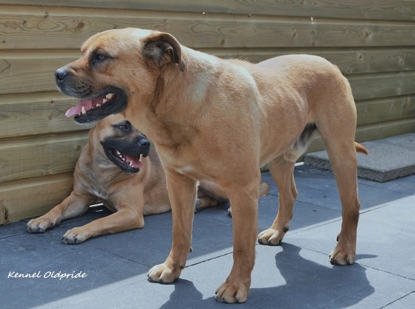 Perro Dogo Mallorquín