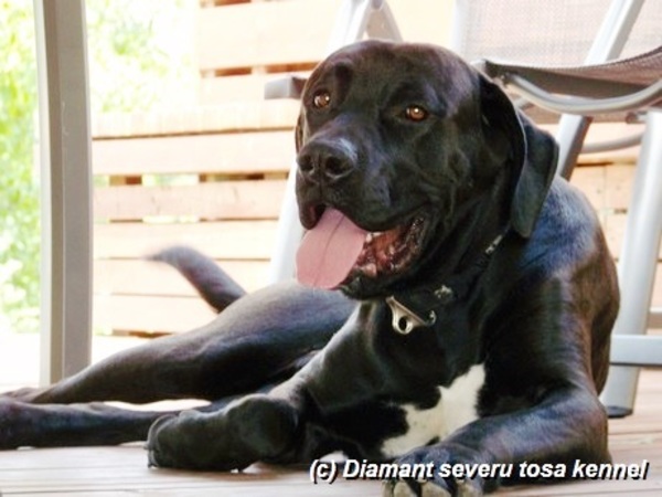 Tosa Inu Diamant severu kennel