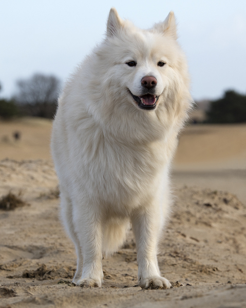 Kennel Lapsitalvi