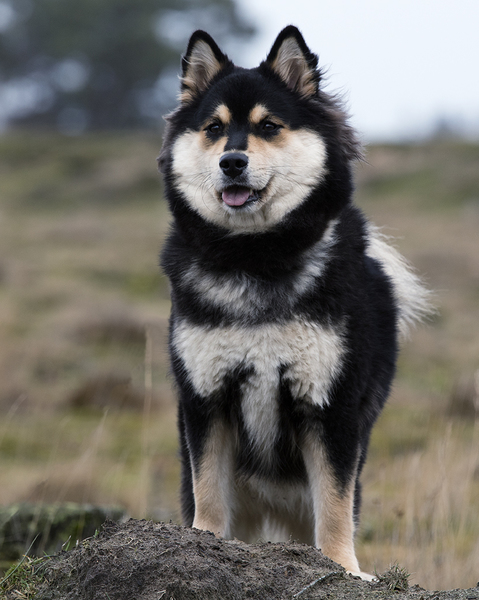 Kennel Lapsitalvi
