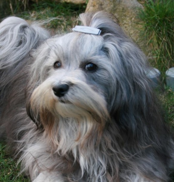 from the Magic Gryffindor