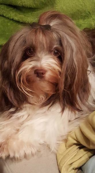 from the Magic Gryffindor