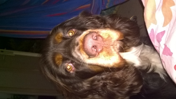 Field Spaniel