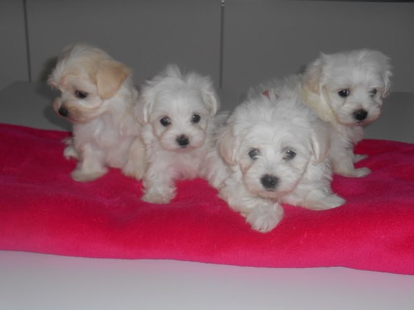 Hobbykweekster Nicole