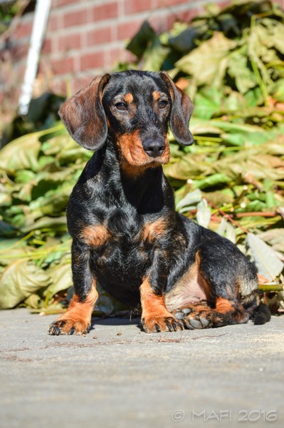 Dashond Standaard, ruwhaar