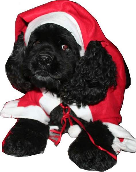 Amerikaanse Cockerspaniel