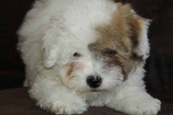 Cattledrivers Castle