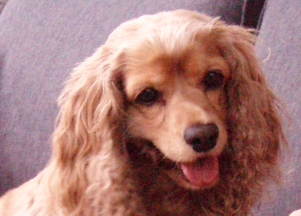 Engelse Cocker Spaniel