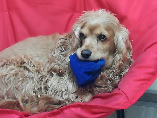 Engelse Cocker Spaniel