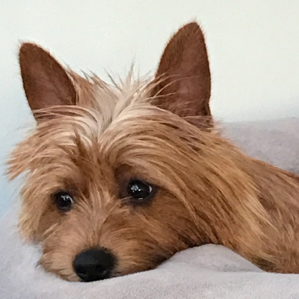 Australische Terrier