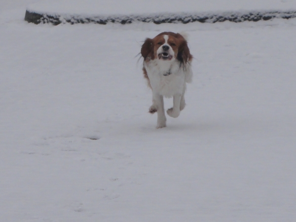 Kooikerhondje