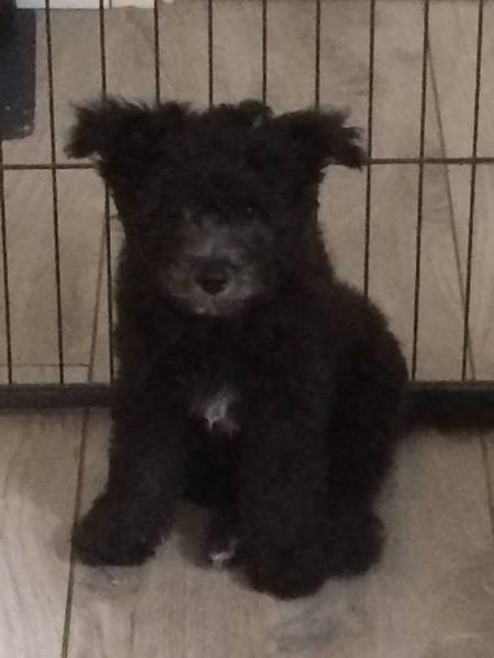 Pumikennel MaisonTriColores