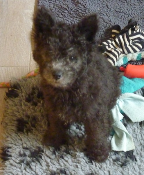 Pumikennel MaisonTriColores