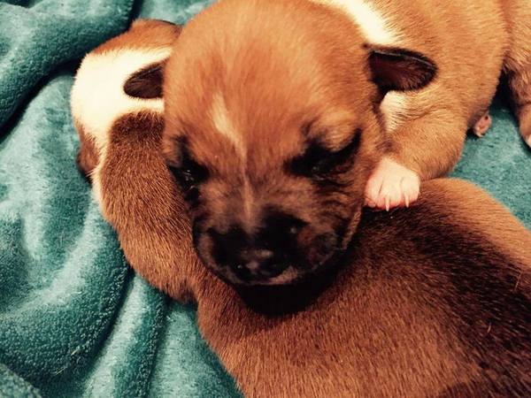 * Stand Your Ground * English Cocker Spaniel and Staffordshire Bull Terrier