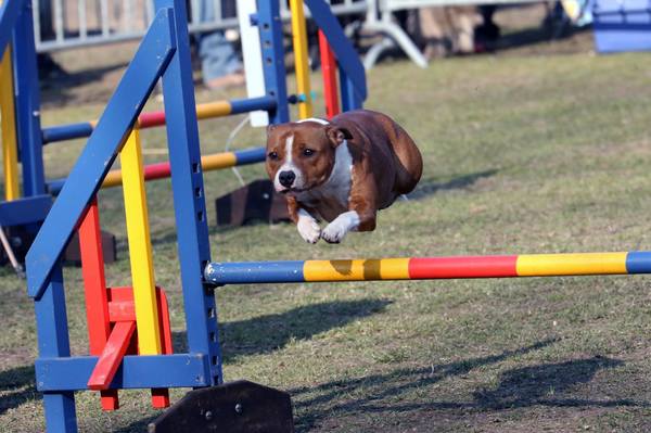 * Stand Your Ground * English Cocker Spaniel and Staffordshire Bull Terrier