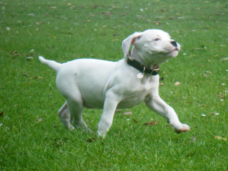 Rennen, rennen, rennen!