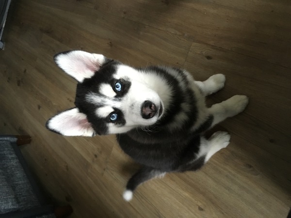Siberian Husky