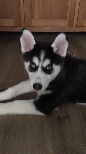 Siberian Husky