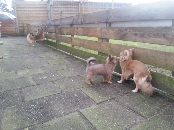 Chihuahuahuiskennel van het Tuinhuisje