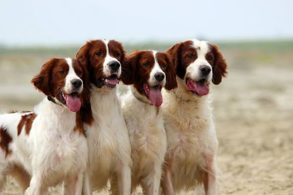 Simply Red and White ierse setter