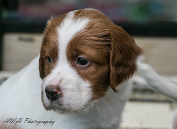 Simply red and white