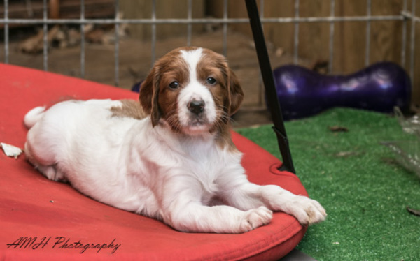 Simply red and white