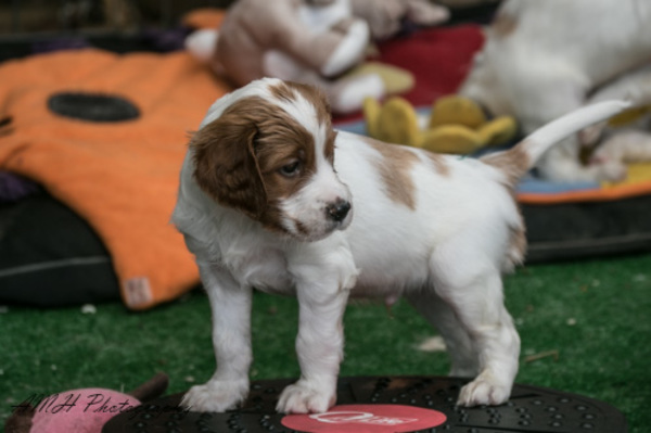 Simply red and white