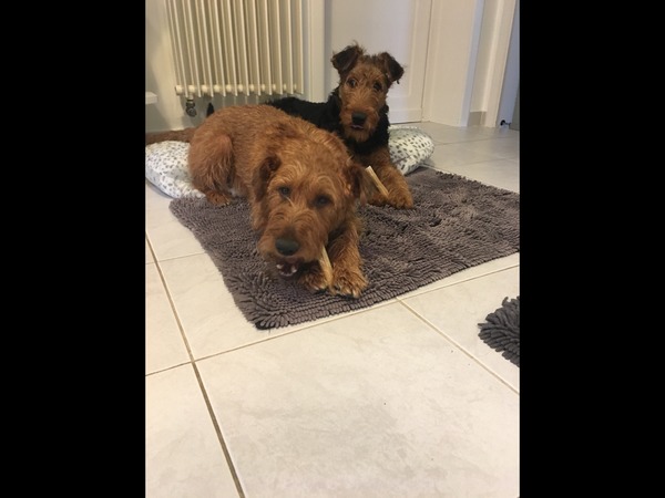 Airedale Terrier