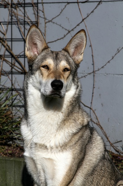 Lobo de la Luna Llena
